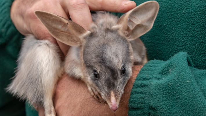 Bilbies departing the Taronga Sanctuary in Dubbo. Photo: Rick Stevens