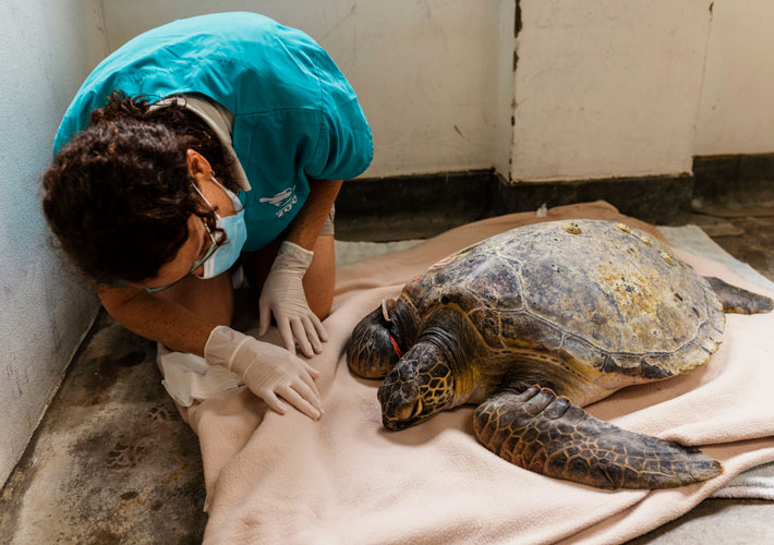 Green Turtle in care at Wildlife Hospital