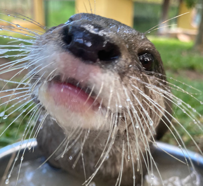 Otter whiskers. Photo: Maddy Higgins