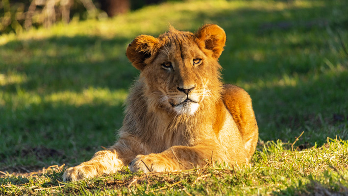 Lion Cubs all grown up