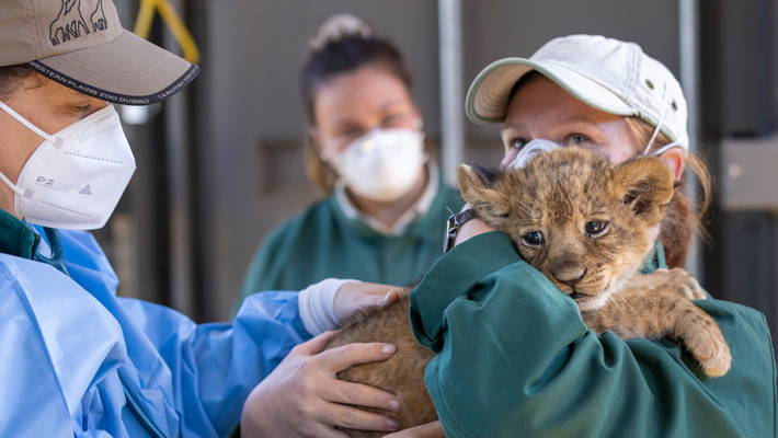 Lion Cubs health Check with Vet Alisa Wallace & Keeper Megan Lewis