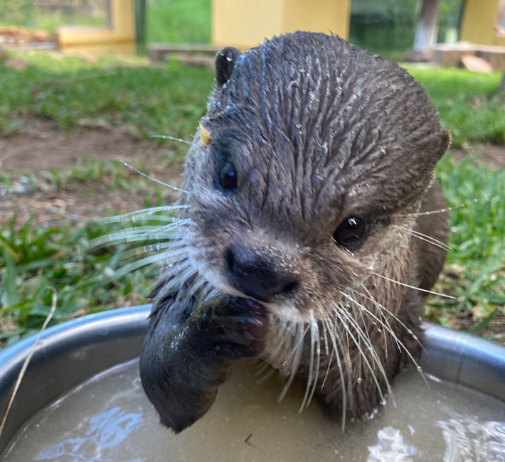 Otter Washing. Photo: Maddy Higgings