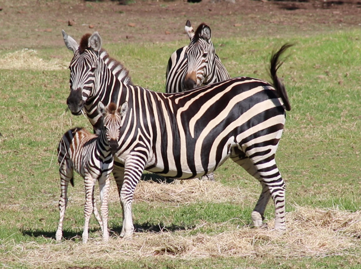 Zebra Foal and Mare, Taronga Western Plains Zoo