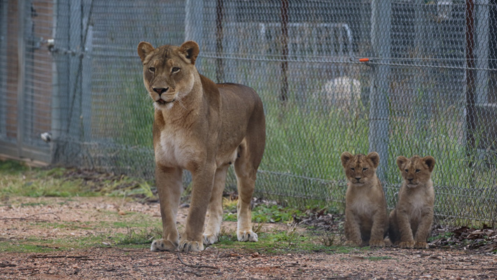 Lion cubs exploring their exhibit with Mum. Photo: Rick Stevens
