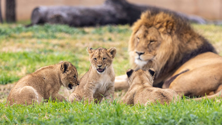 Dad Lwazi and cubs. Photo: Rick Stevens