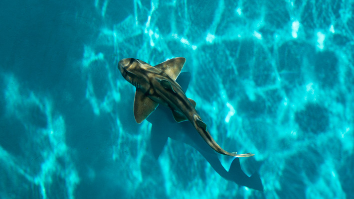 Port Jackson Shark. Photo credit: Bluebottle Films