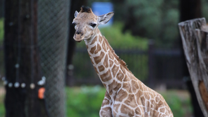 New Giraffe Calf at Dubbo Zoo
