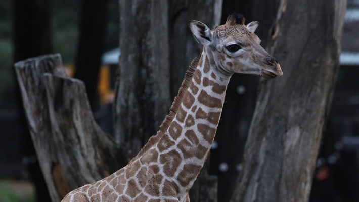 New Giraffe Calf at Dubbo Zoo