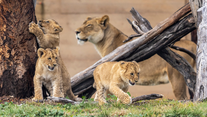 Lion cubs exploring their exhibit. Photo: Rick Stevens