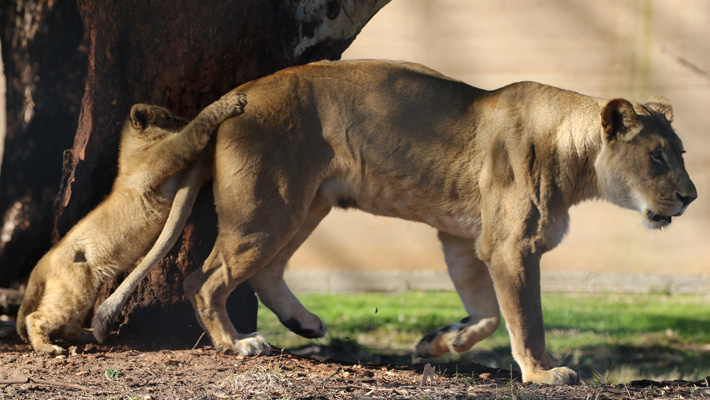 Lion cub playing with Mum. Photo: Rick Stevens