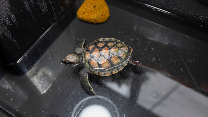 Turtle Hatchling recovering at Taronga's Wildlife Hospital