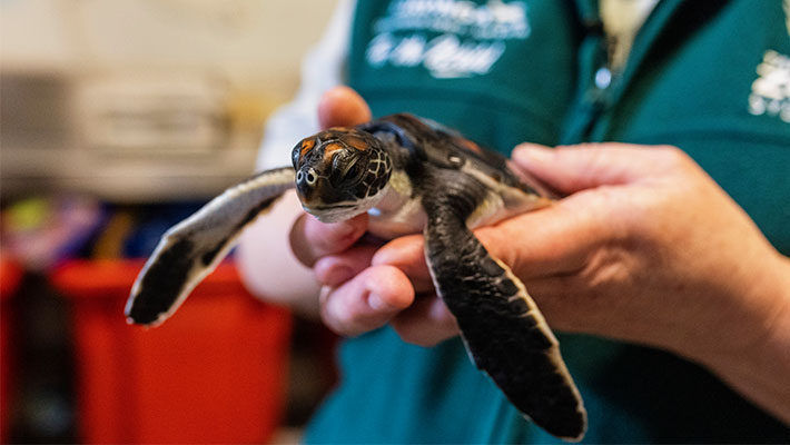 Turtle Hatchling in care at Wildlife Hospital