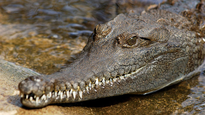 Freshwater Crocodile. Photo: Gary Ramage