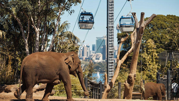 Sky Safari as it soars over the elephant exhibit