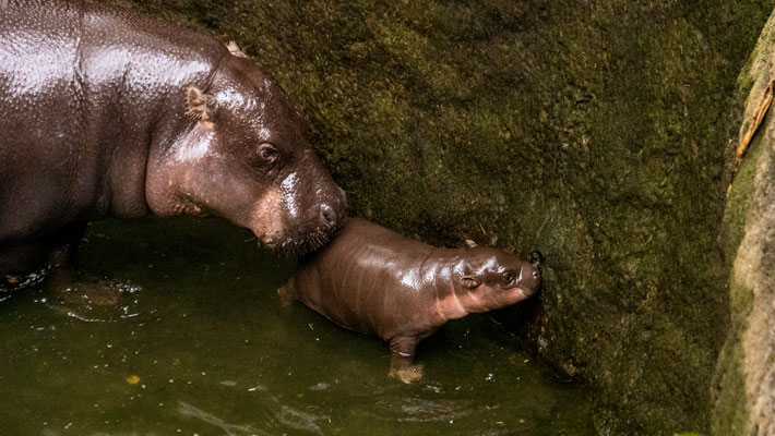 Pygmy Hippos Kambiri and Fergus