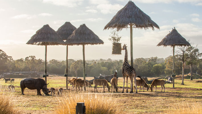 Savannah Safari at Dubbo. Photo: Rick Stevens 