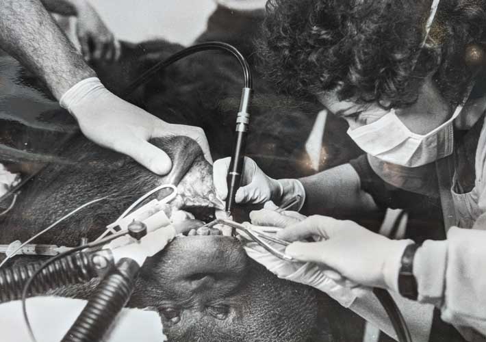 Orangutan being assessed at Taronga Wildlife Hospital