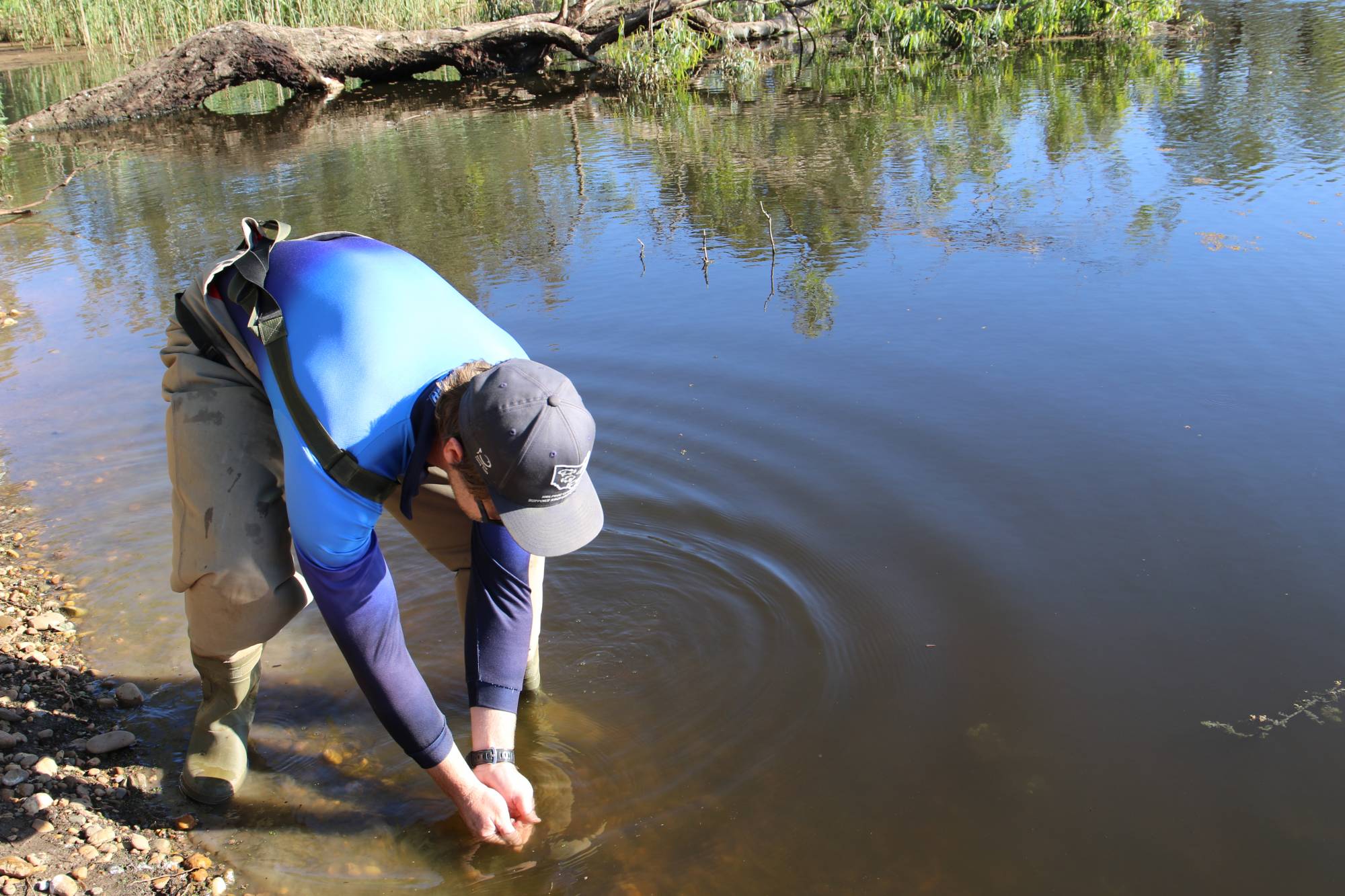 NSW DPI Fisheries staff releasing fish in lion moat at the Zoo