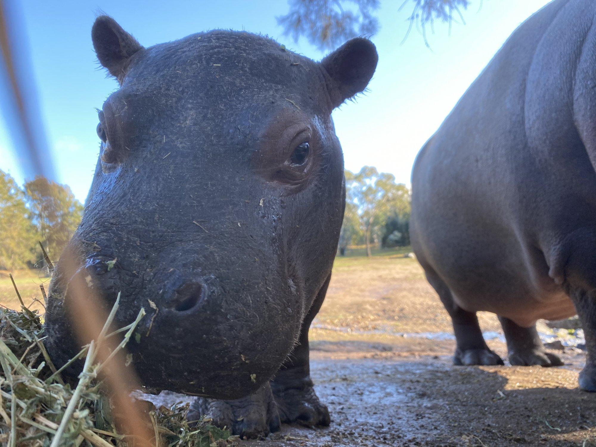 Kani Hippo calf. Photo by Keeper Carolene Magner