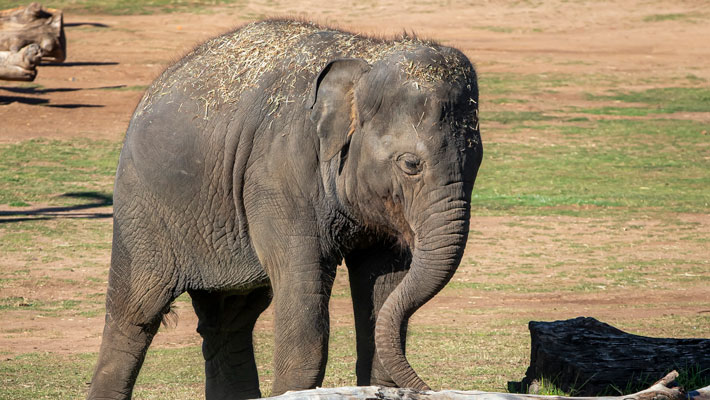 Kanlaya the Elephant. Photo: Keepers Savannah and Christina