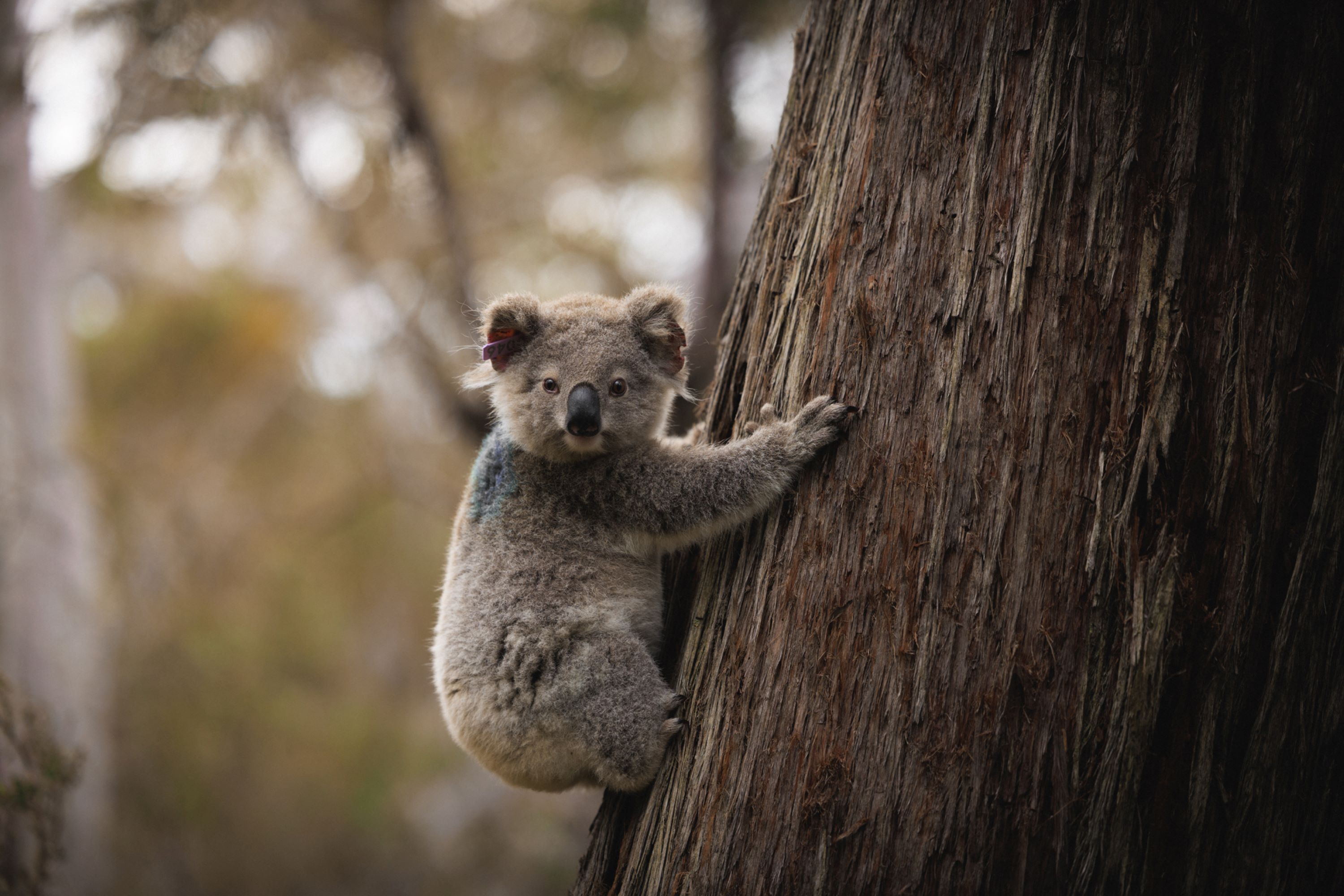 Koala Sentinel Project: Jed Nielsen