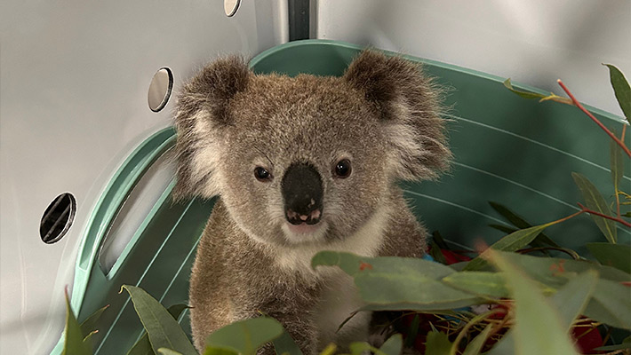 Koala joey after rescue