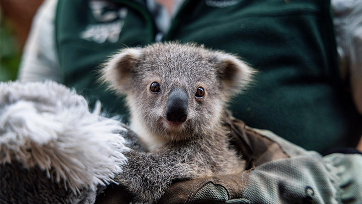 Koala being held by Taronga Zoo staff. 60,000 Koalas were lost in the 2019-2020 bushfires and are now classified as Endangered in NSW, QLD and ACT and Vulnerable in all others. Photo credit: Harry Vincent