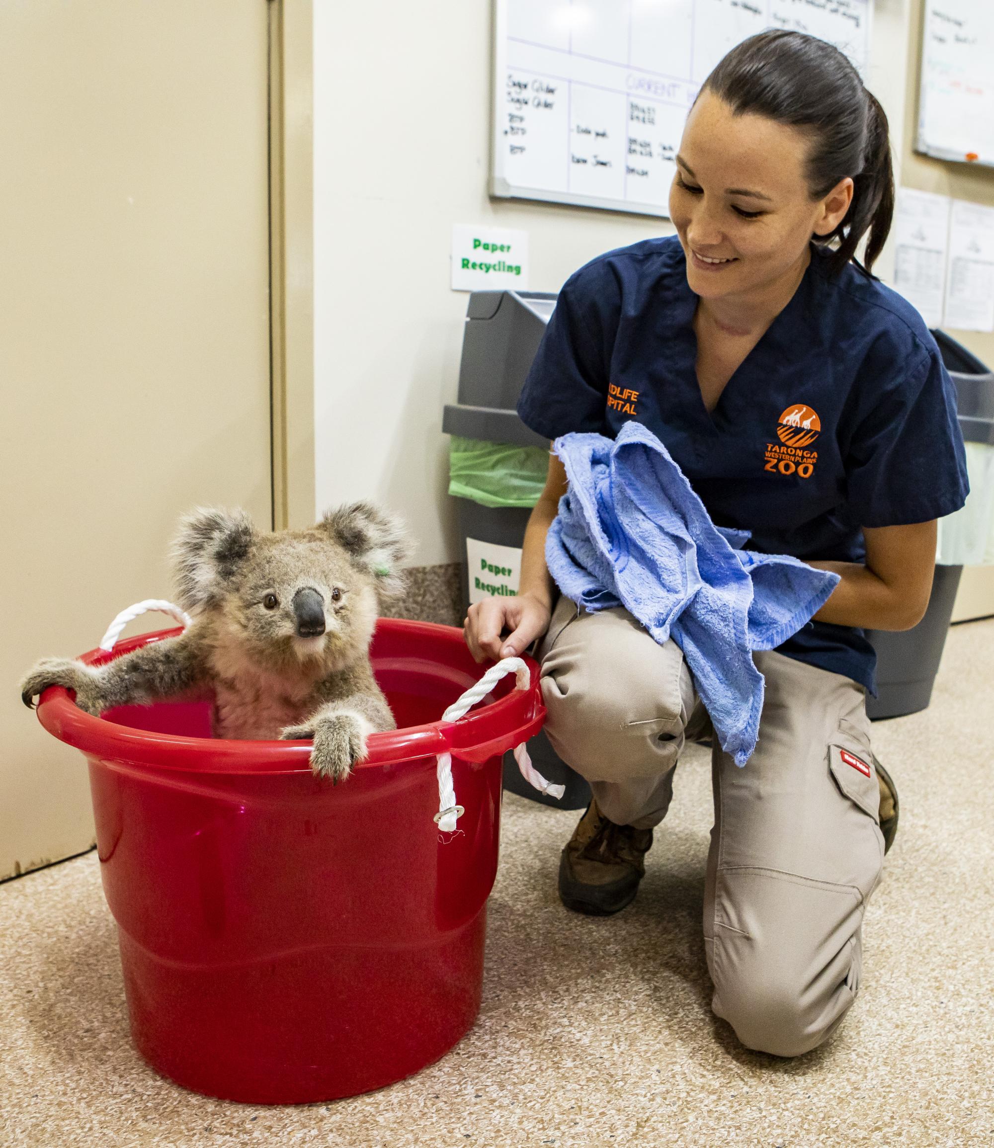 Vet nurse Katrina Burrell with koala in care. Photo: Rick Stevens 