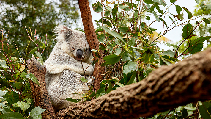 Koala Encounter at Nura Diya