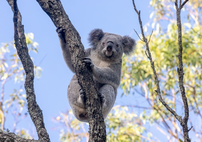 Koala high in the tree tops