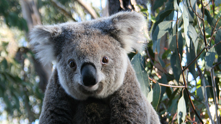 Koala on a tree branch. Taronga has a world-first plan to save this Aussie icon from extinction. 