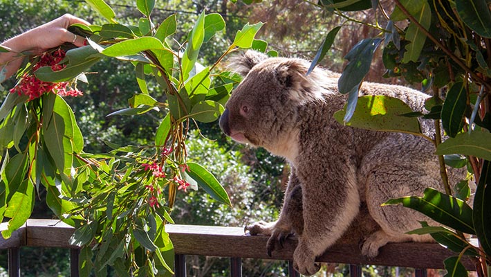 Koala mum investigating Christmas Wreath