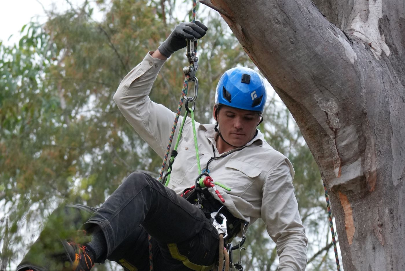 Koala Sentinel Project: Larry Vogelnest