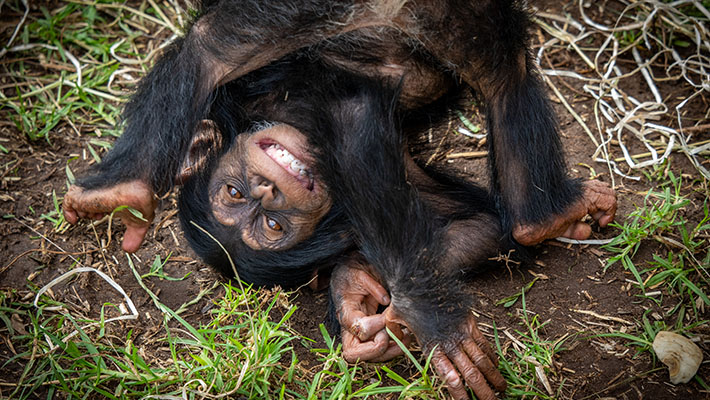 Lemba the Chimpanzee turns one. Photo: Keeper Scott Brown 