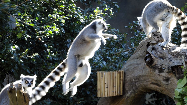 The Taronga Zoo animals are leaping for this amazing offer!