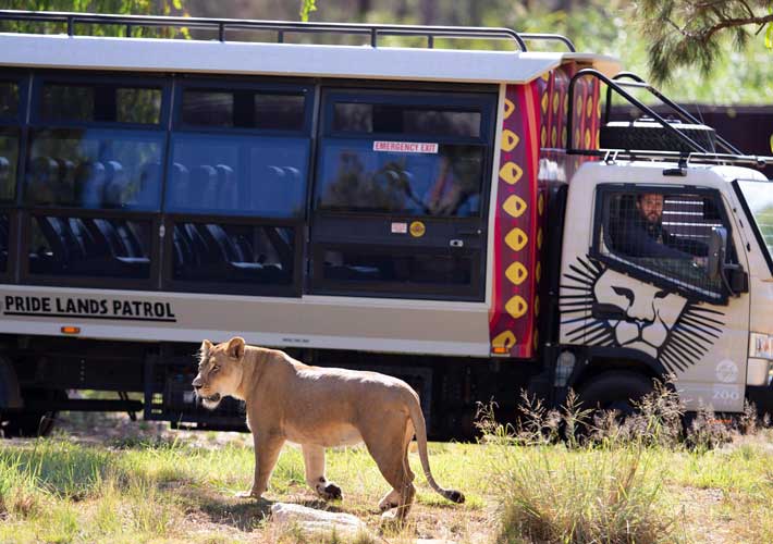 Lion Pride Land Patrol experience. Photo: Rick Stevens