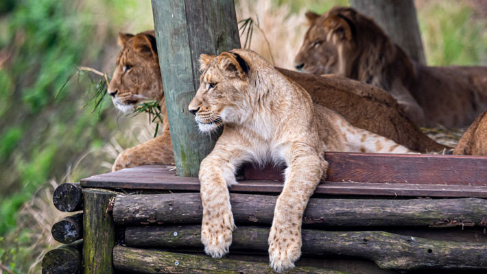 Lion cubs at Taronga Zoo Sydney