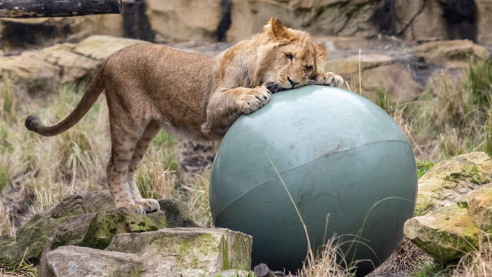Lion cub playing with heavy-duty balls 