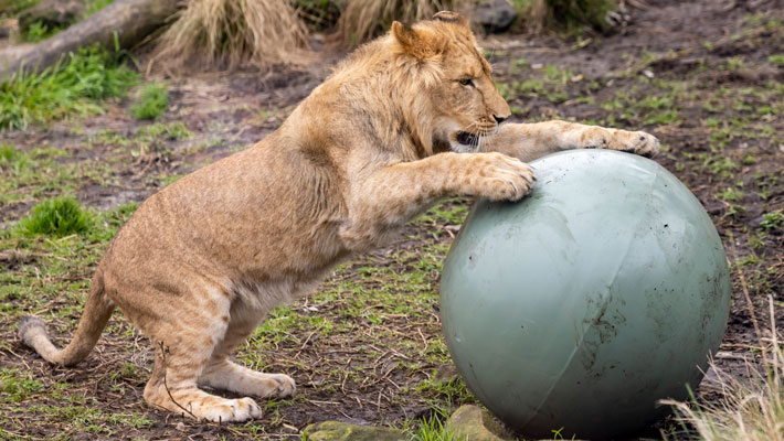 Lion cub playing with heavy-duty balls 