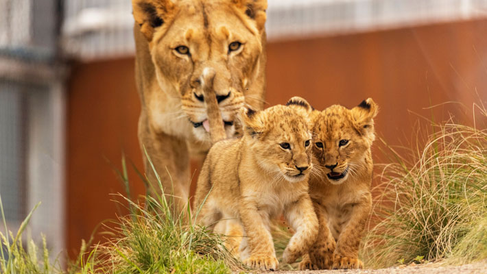Lion Cubs with mum Maya at Taronga Zoo Sydney