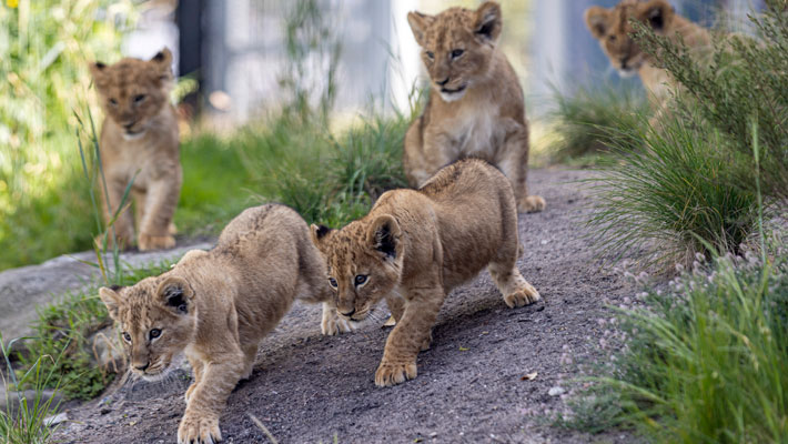 Lion Cubs exploring their exhibit at Taronga Zoo Sydney