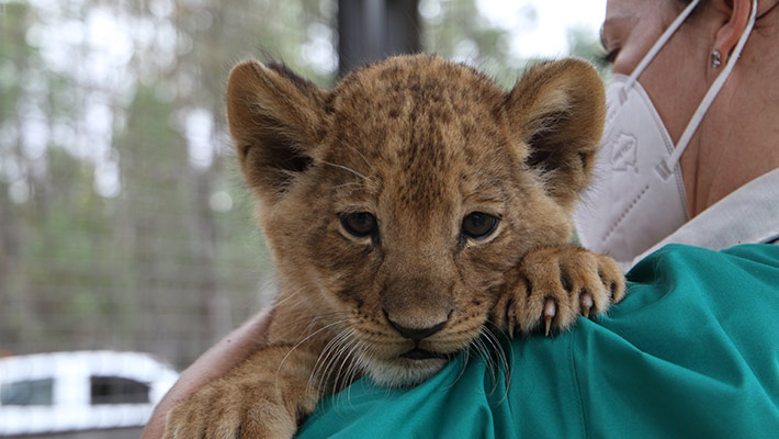 Lion cub at Dubbo Zoo 