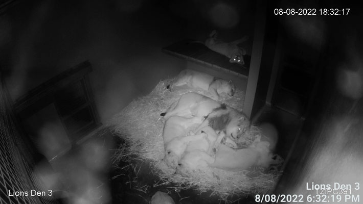 Lion Pride sleeping in their Den