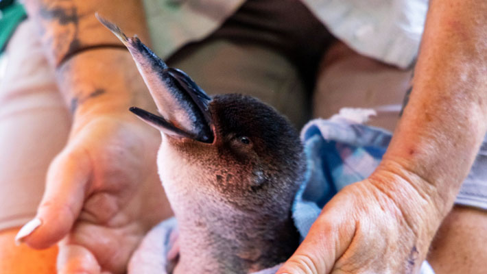 Little Penguin being fed while in care