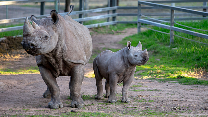 Matabo and Kufara the Black Rhinos. Photo: Rick Stevens