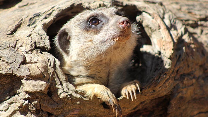 Meerkat poking its head out of a cosy log 