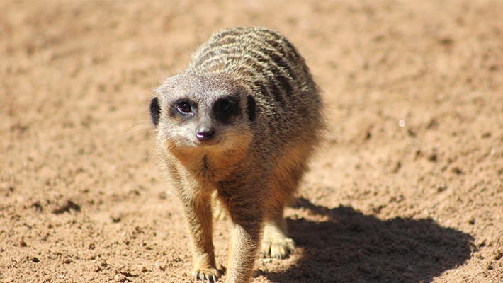 Meerkat at Taronga Zoo Sydney 