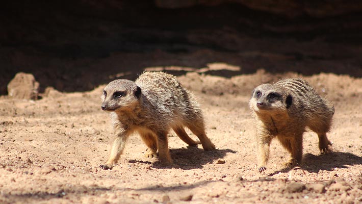 Meerkats at Taronga Zoo Sydney 