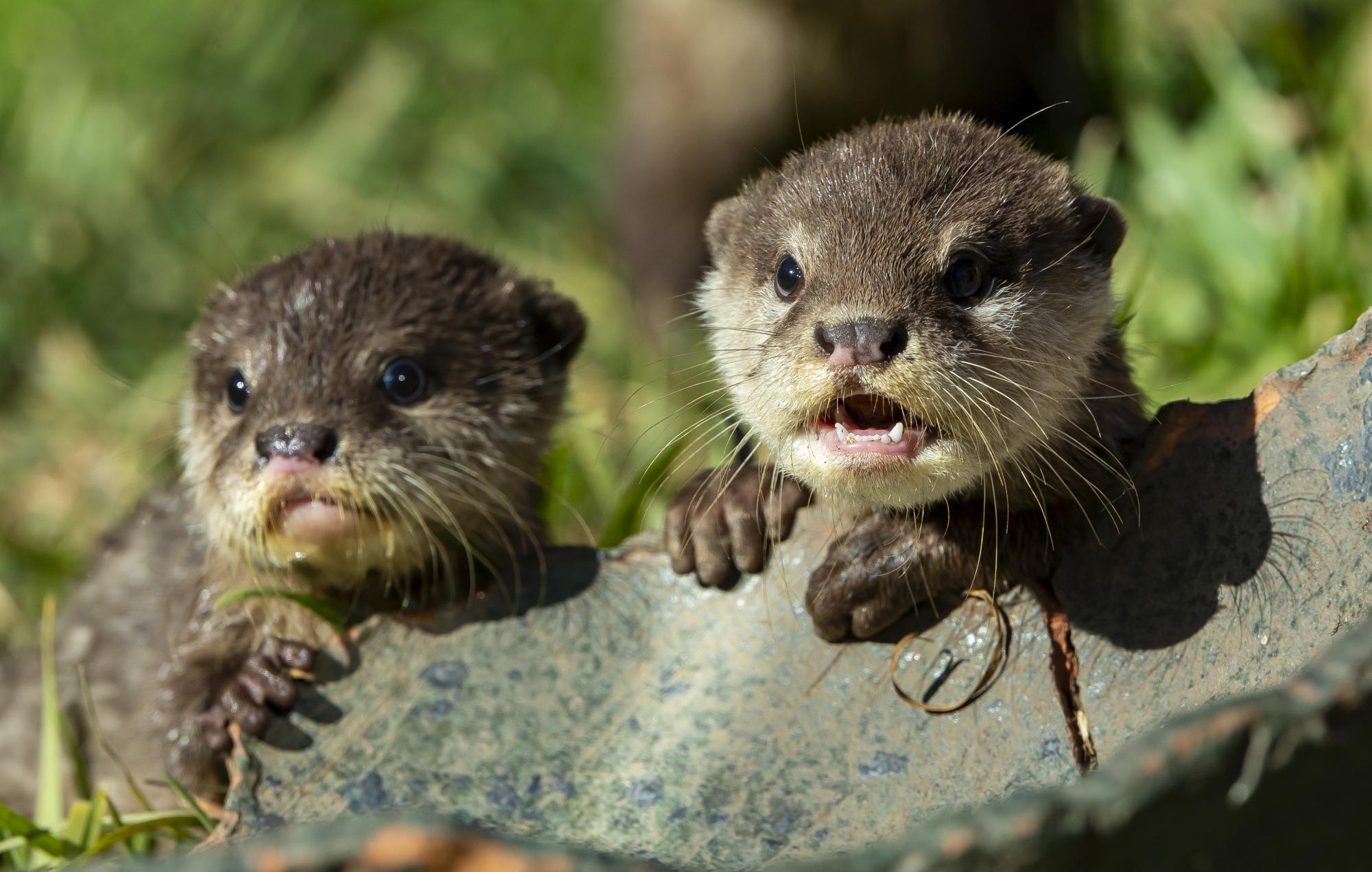 Otter pups at Taronga Western Plains Zoo