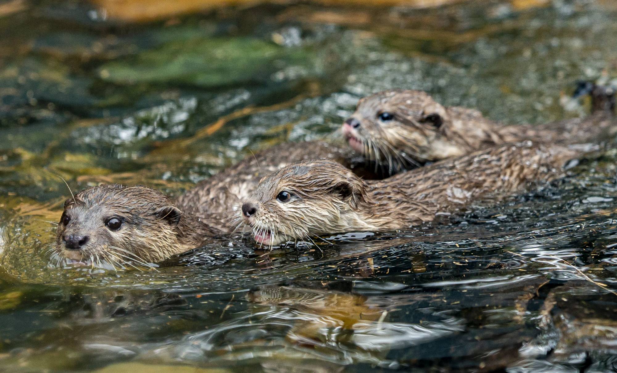 Otter pups